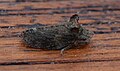 Ledra aurita