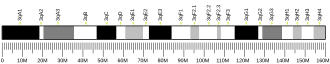 Chromosome 3 (mouse)