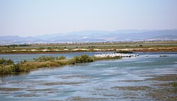 Evros Delta