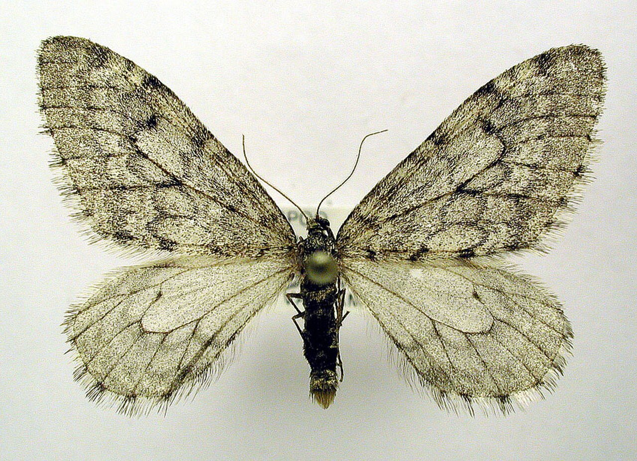 Malacodea regelaria.jpg