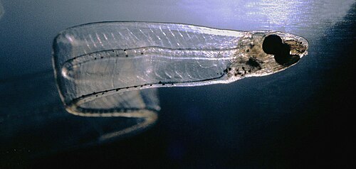 Larva of a conger eel, 7.6 cm