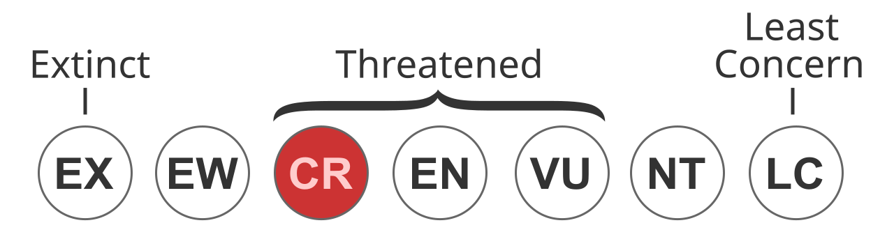 Status iucn3.1 CR.svg