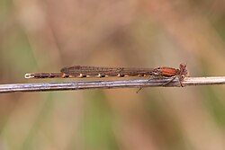 Young female