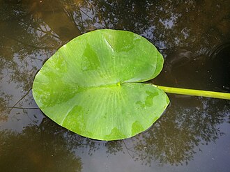 Upper leaf surface of a floating leaf