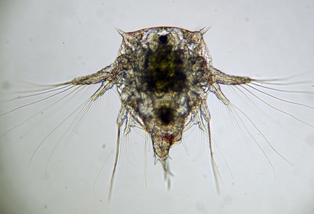 Nauplius larva of Elminius modestus