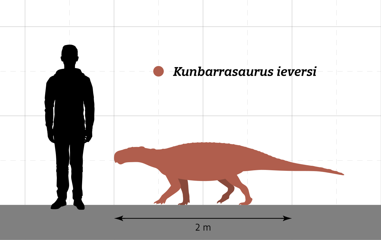 Kunbarrasaurus Size Comparison.svg