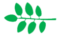 alternipinnate