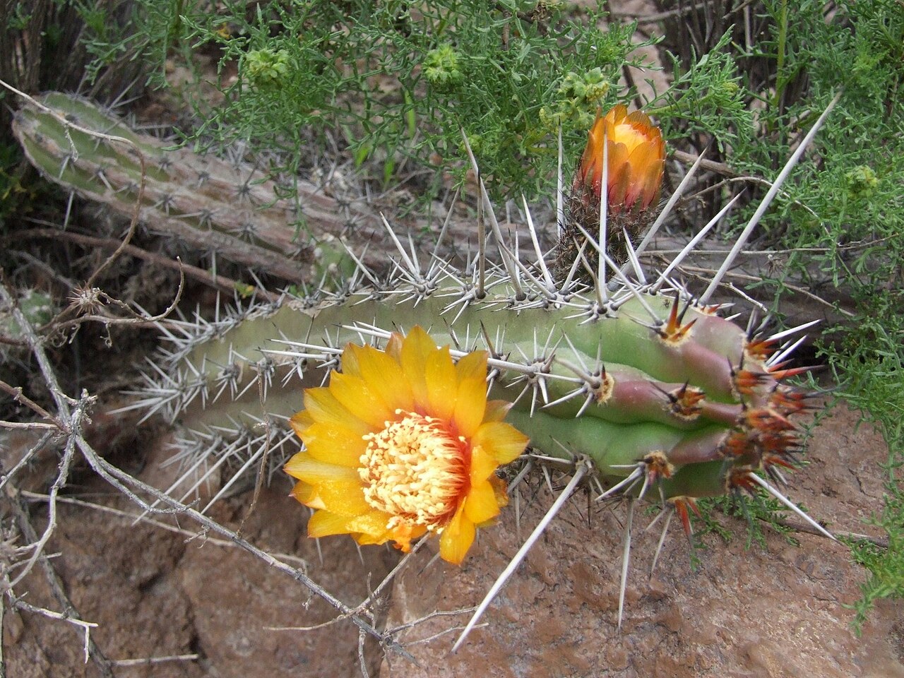 Corryocactus aureus 2.jpg