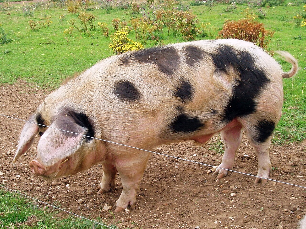 Gloucester Old Spot Boar, England.jpg