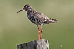 Common redshank standing on a post