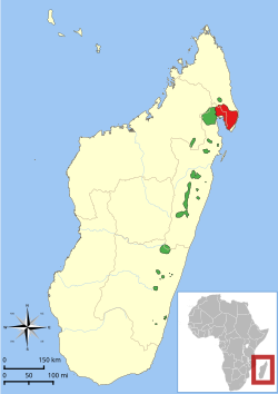 Range map showing isolated east coast ranges of the two species of ruffed lemur: red ruffed lemur (V. rubra) in the north and the black-and-white ruffed lemur in spotty patches along the east coast