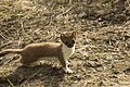 Stoat