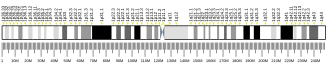 Chromosome 1 (human)