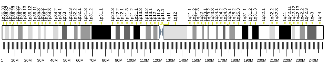 Human chromosome 1 ideogram.svg