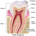 How the roots of the teeth, gums, and alveolar bone are related