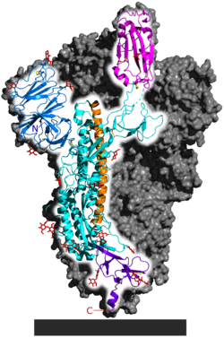 SARS‑CoV‑2 spike homotrimer focusing upon one protein subunit with an ACE2 binding domain highlighted