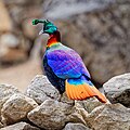 A Himalayan monal in Sagarmatha National Park, Nepal