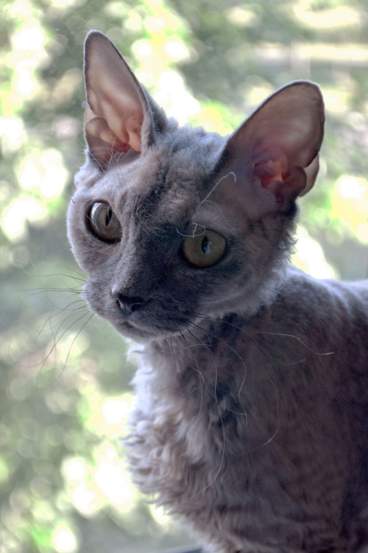 Devon Rex Cassini.jpeg
