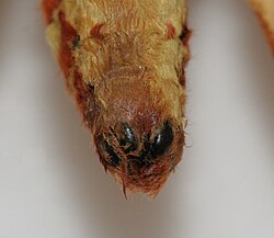 Citheronia regalis (regal moth) with claspers closed.