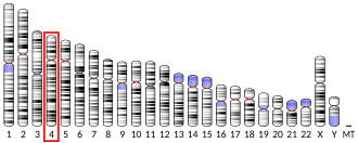 Chromosome 4 (human)
