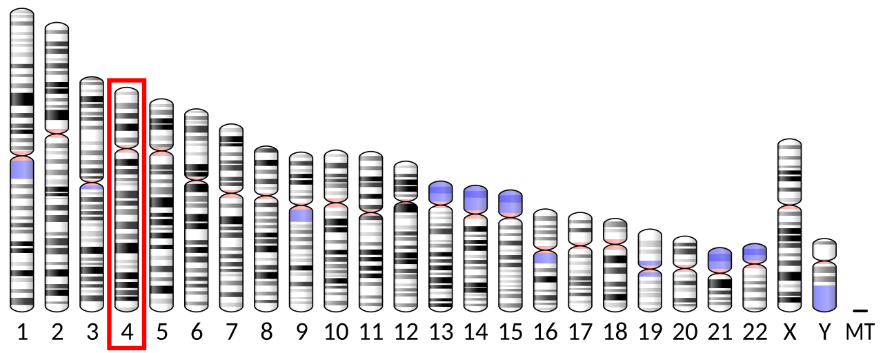 Ideogram human chromosome 4.svg