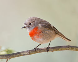 Female Hobart, Tasmania