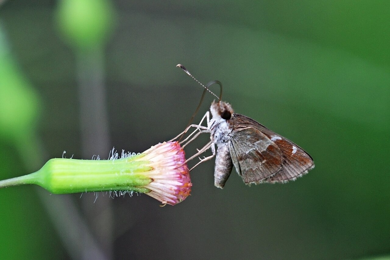 Telata skipper (Monca telata).jpg