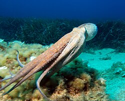 Octopuses swim headfirst, with arms trailing behind.