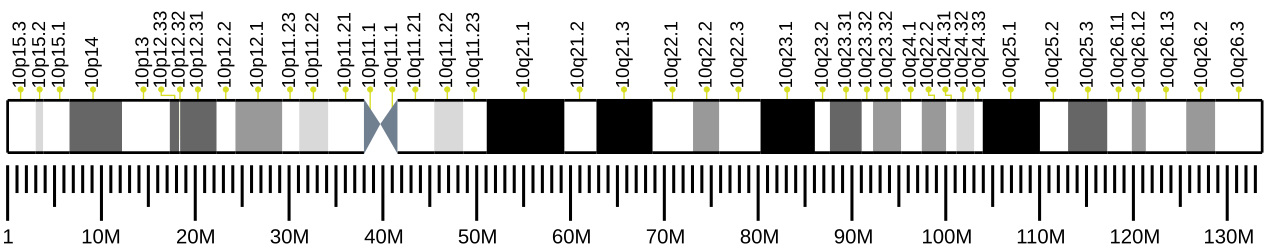 Human chromosome 10 ideogram.svg