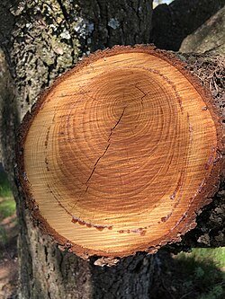 Freshly cut cedar wood has yellowish sapwood and orange-brown heartwood, and exudes strongly scented resin.