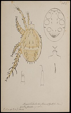 Illustration of specimen