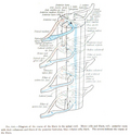 Projections of the spinal cord into the nerves (red motor, blue sensory)