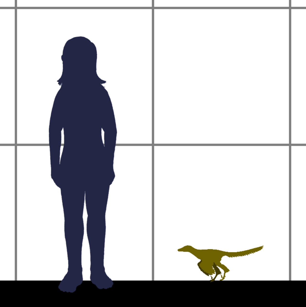 Xiaotingia SIZE.png