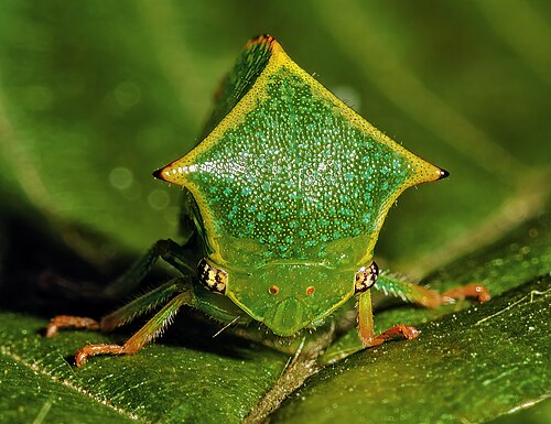 Front view