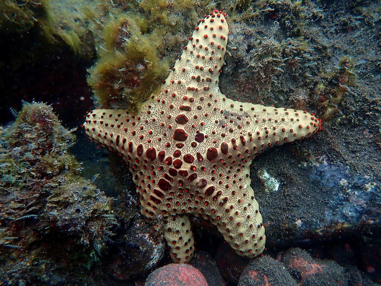 Oreaster clavatus.jpg