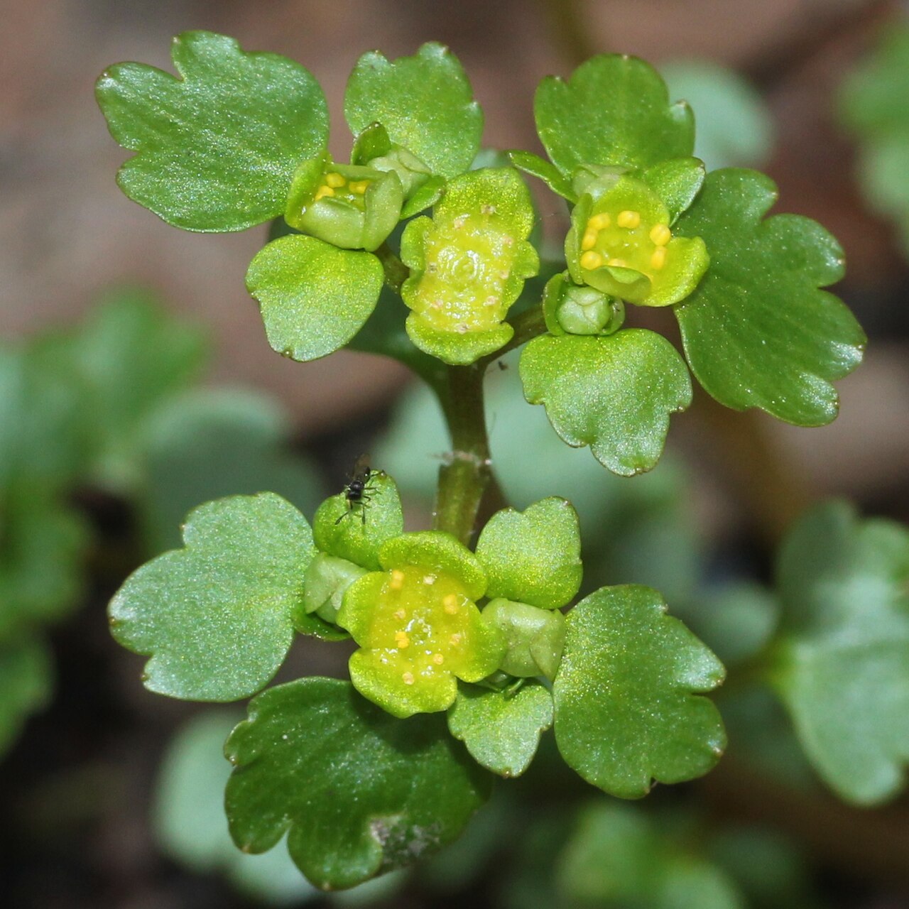 Chrysosplenium flagelliferum (flower).jpg