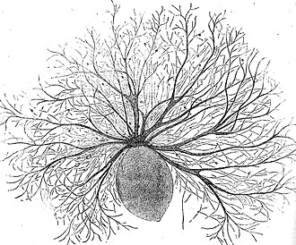 Oodinium, a genus of parasitic dinoflagellates, causes velvet disease in fish[45]
