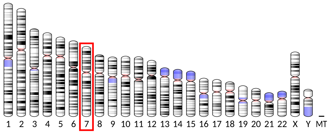 Ideogram human chromosome 7.svg