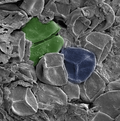 Fossil plant spores (Scylaspora) from Silurian deposits of Sweden