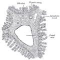 Section across the portal canal of a pig (× 250)