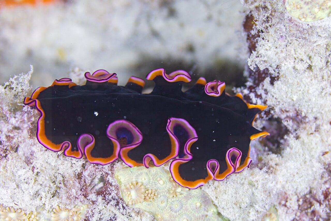 Gusano plano (Pseudobiceros gloriosus), Zanzíbar, Tanzania, 2024-06-01, DD 136.jpg