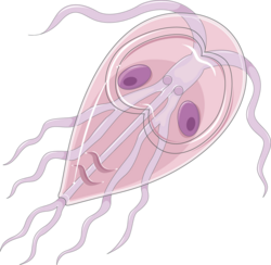 Trophozoite of Giarda intestinalis