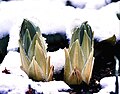 Leaf rosettes, in bud, at time of first emergence from snowy ground