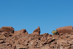 A viscacha warms itself in the morning sun in the Andes mountains in Chile.