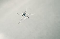 A live specimen of the pelagic species Halobates sericeus