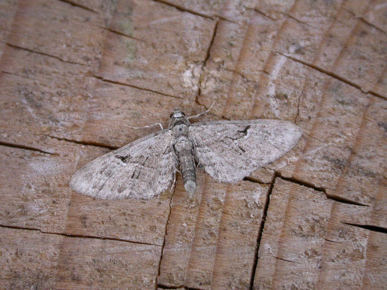 Eupithecia pusillata.jpg