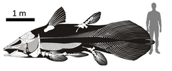 Estimated size of the largest known individual of the Jurassic-Cretaceous freshwater coelacanth Mawsonia compared to a human