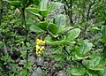 B. vulgaris flowers and foliage, cultivated in Denmark
