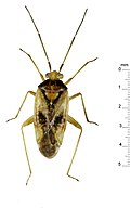 C. aurantiacus