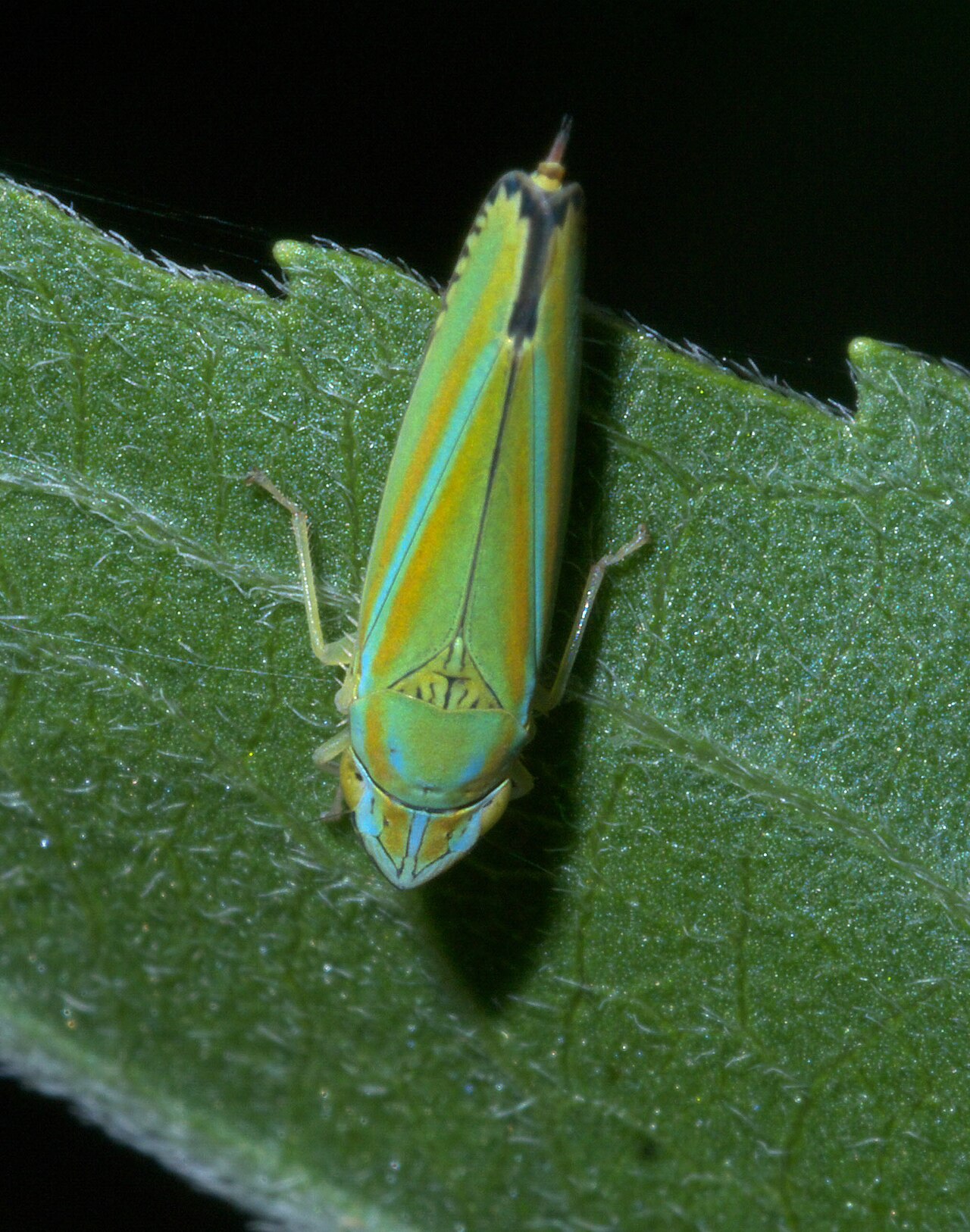 Graphocephala versuta P1210437a.jpg